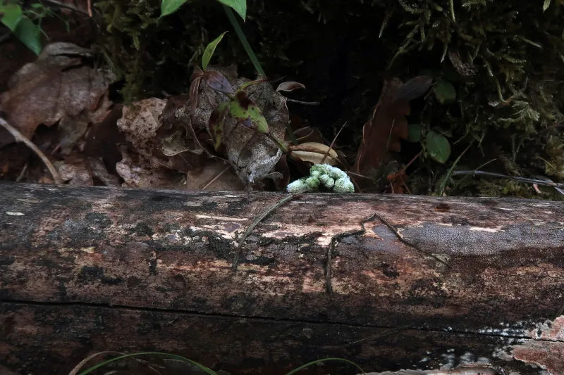 Coniochaeta pulveracea 1 - IMG_7580